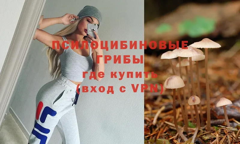 Псилоцибиновые грибы Cubensis  Гагарин 